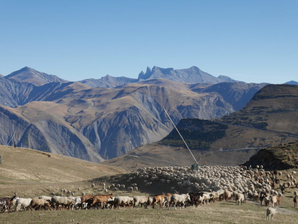 moutons et chèvres sortent de l'enclos