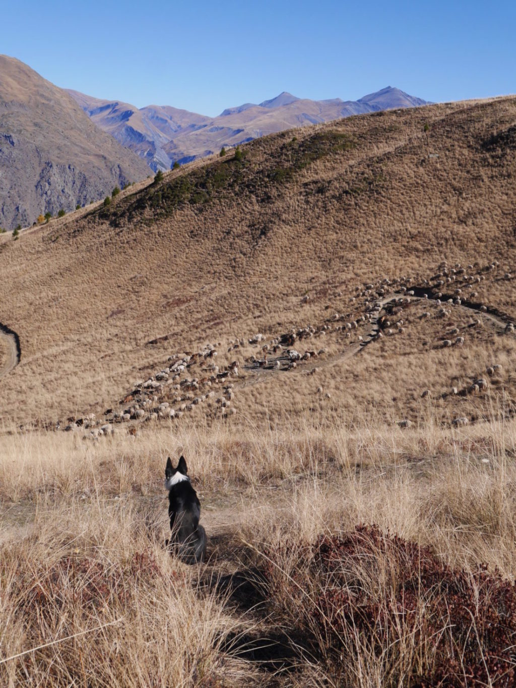 Chien de berger veille sur moutons