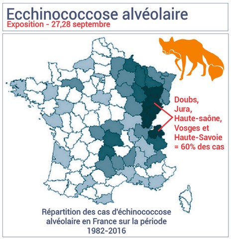 cas d'Echinococcose en France