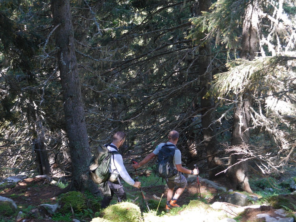 îlot de senescence Contamines