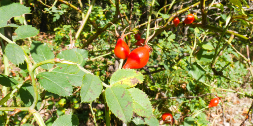 églantier ou rosier sauvage