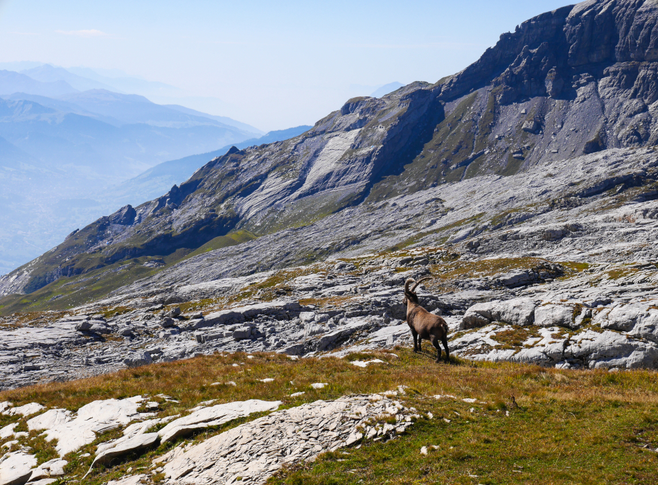 bouquetin surveille combe de platé