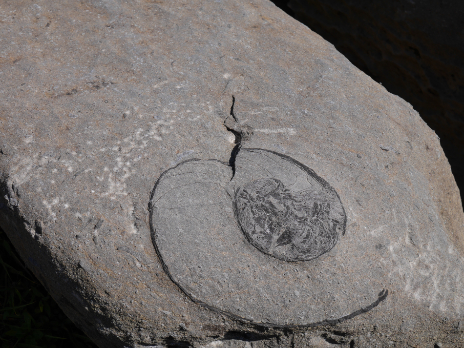 nautiles fossiles platé