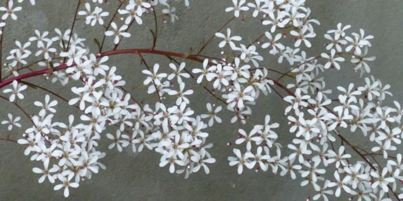 saxifrage cotylédon