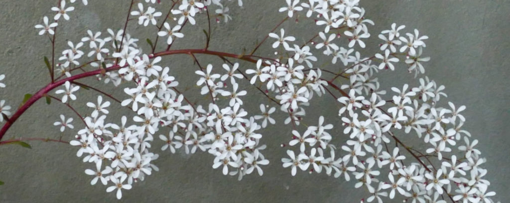 saxifrage cotylédon