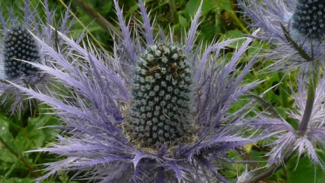 le panicaut des Alpes ou chardon bleu