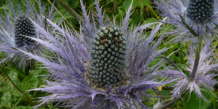 le panicaut des Alpes ou chardon bleu