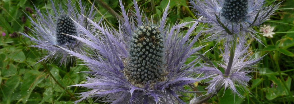 le panicaut des Alpes ou chardon bleu