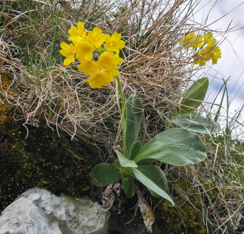 primevère auricule col des aravis