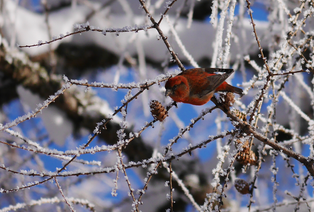 Des refuges pour les oiseaux pendant l'hiver