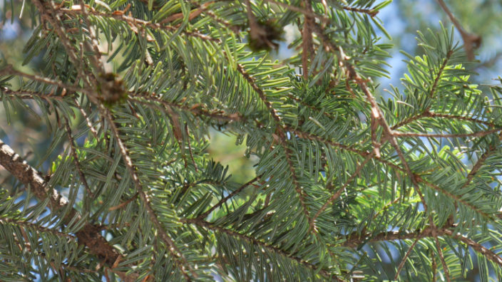 sapin blanc