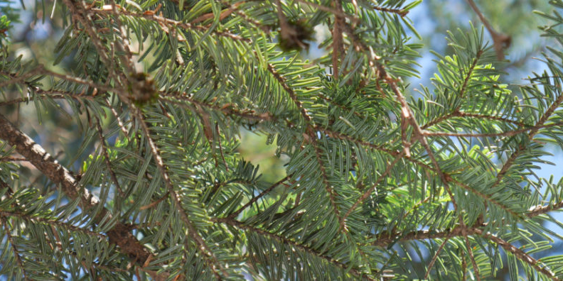 sapin blanc