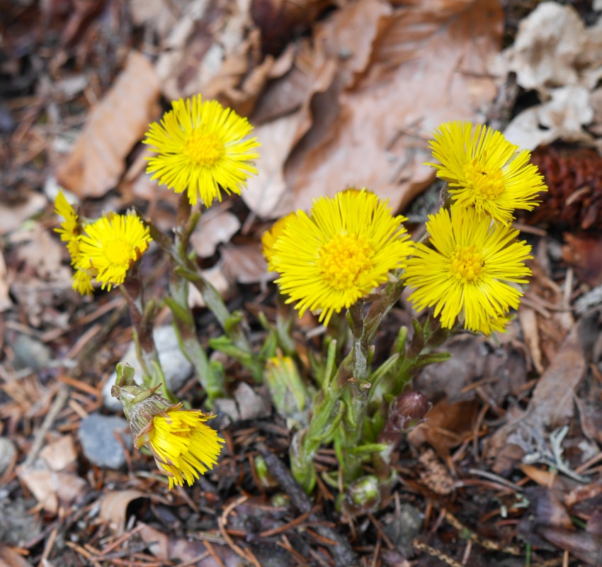 Le tussilage, une fleur gourmande qui annonce le printemps