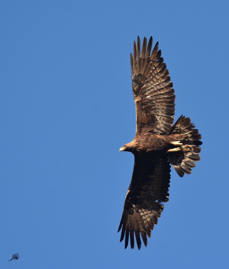 aigle royal en vol