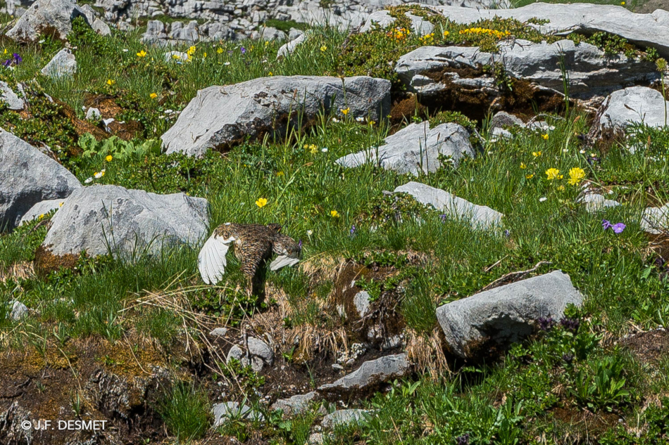 lagopède mimant animal blessé