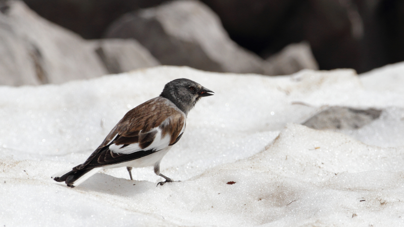 niverolle alpine en hiver