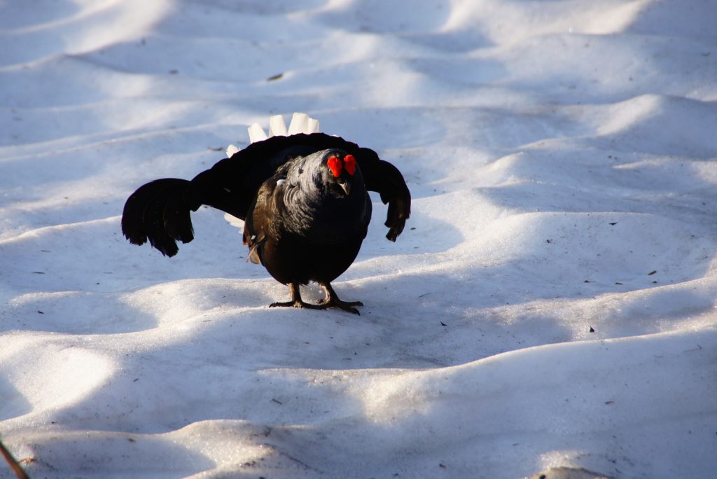 MEWTOGO Grand nid d'oiseau chaud pour l'hiver, lit d'oiseau