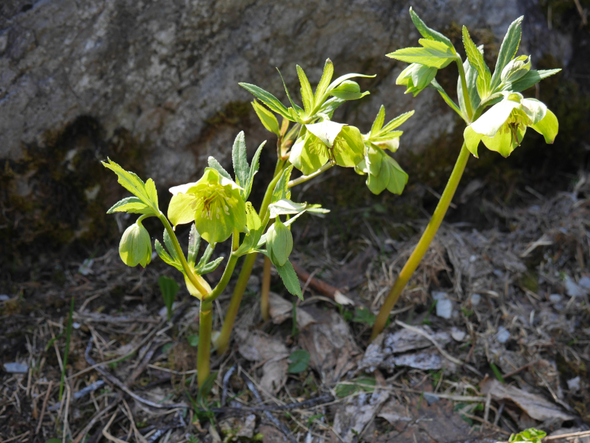 hellébores verts en fleurs