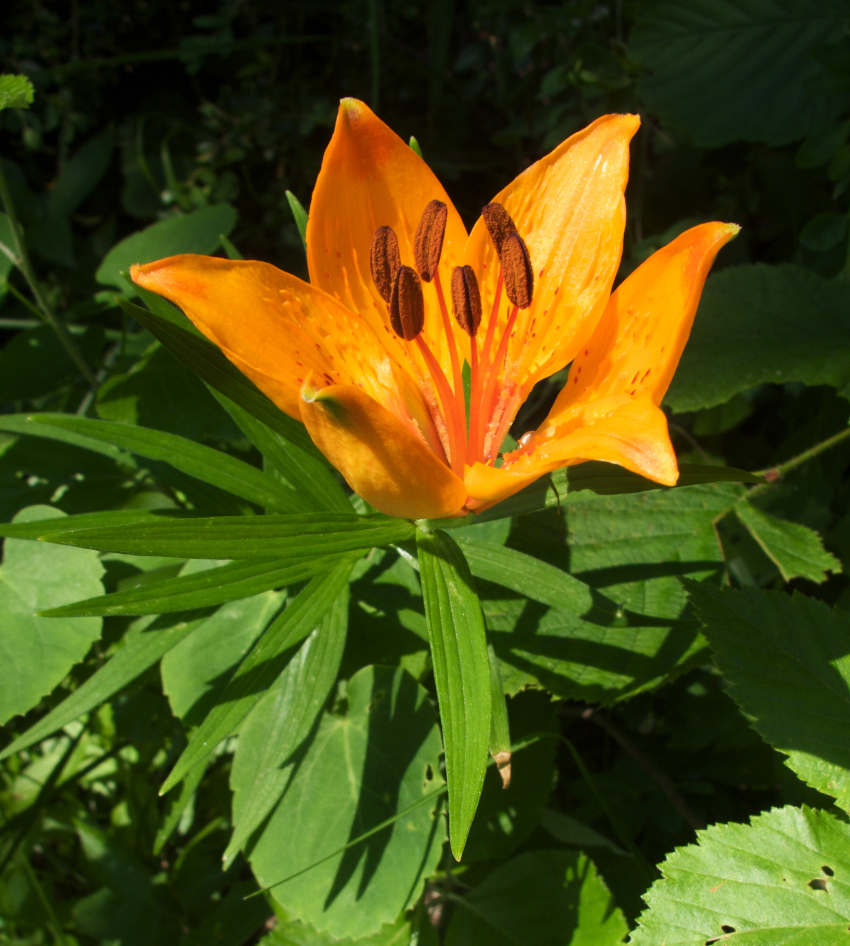 Le lis orangé, une beauté pudique - Montagne Nature