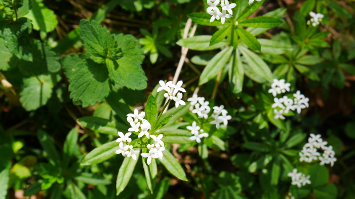 asperule odorante