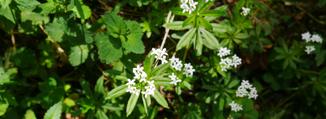 asperule odorante