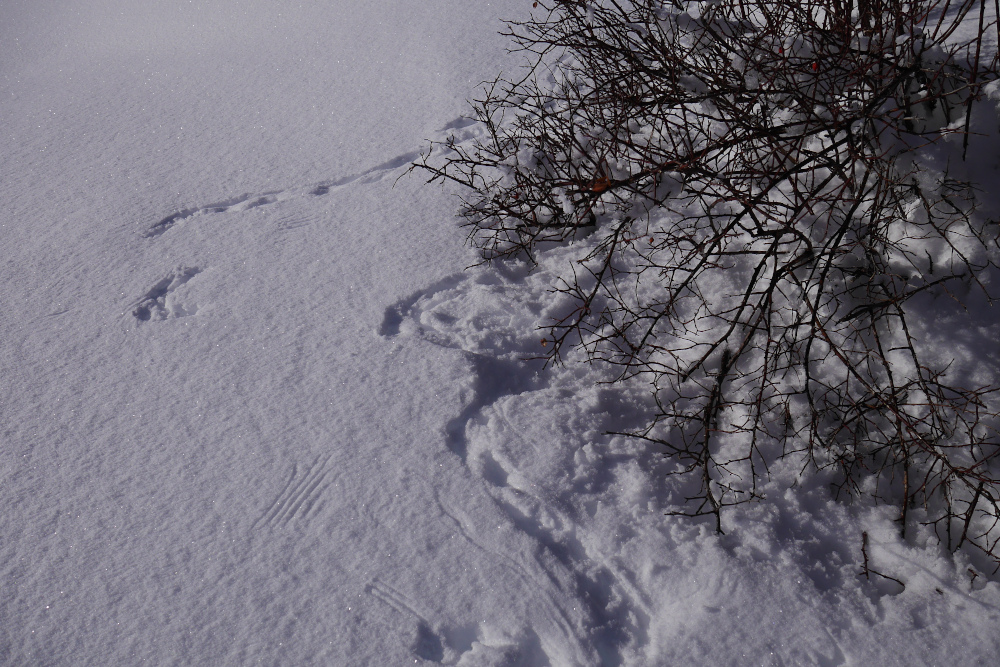 traces tétra lyre neige