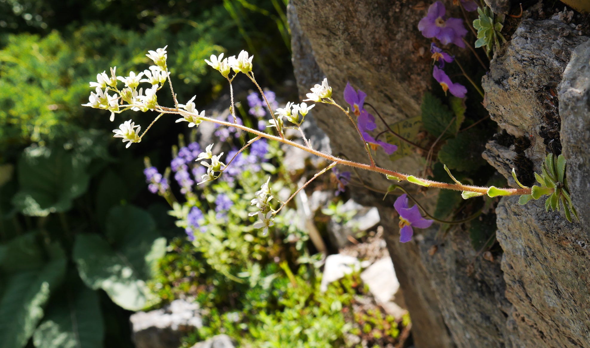 Saxifrage cotylédon