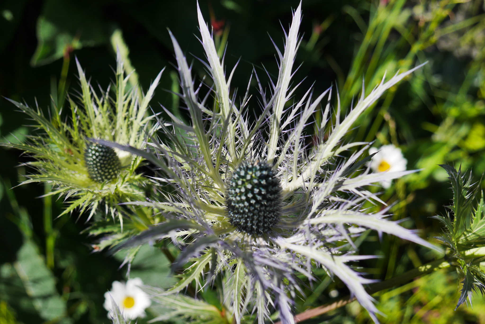 Panicaut des alpes