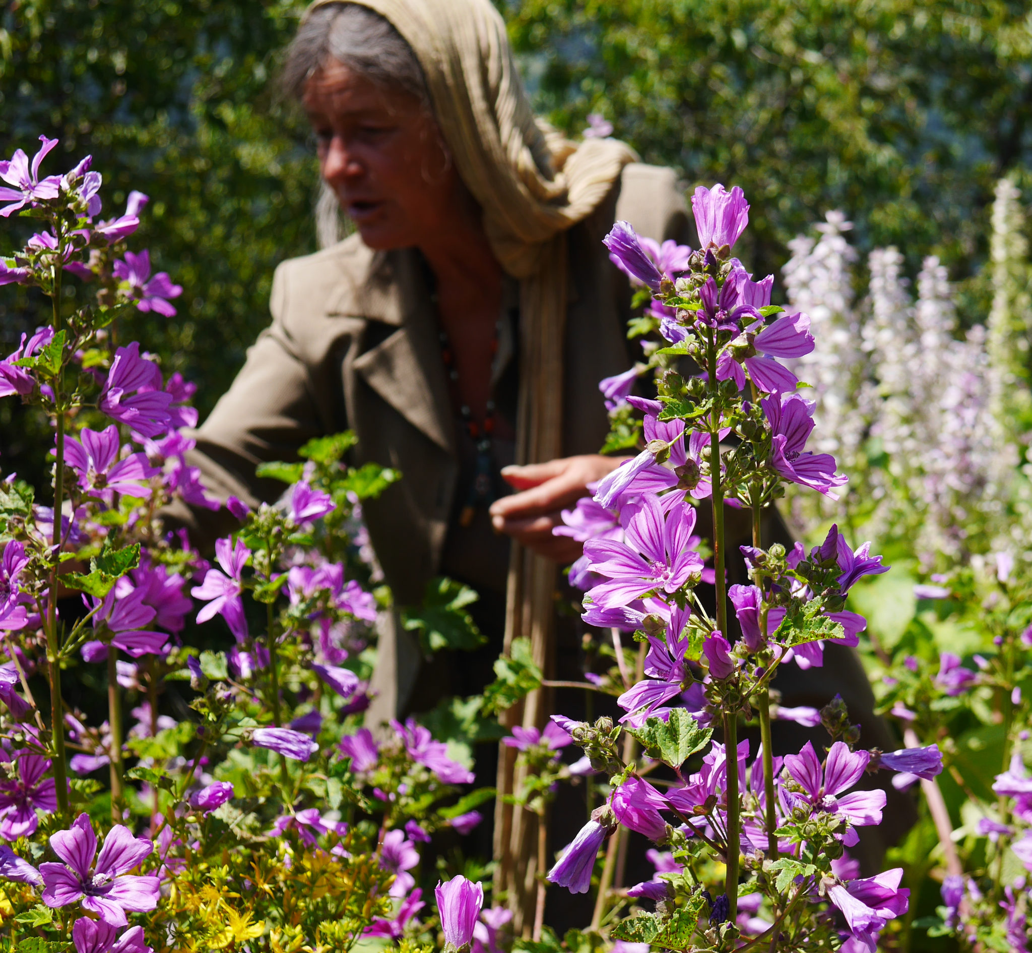 ethnobotanique pays mont blanc