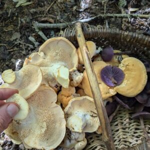 Découverte des champignons